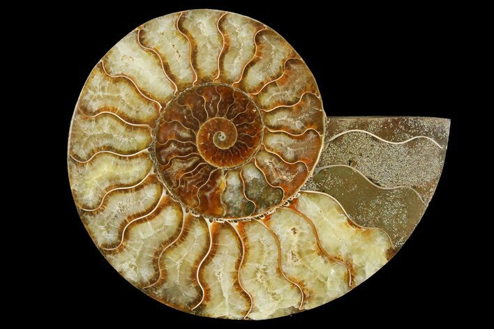 Cut & Polished Ammonite Fossil (Half) - Madagascar #157944